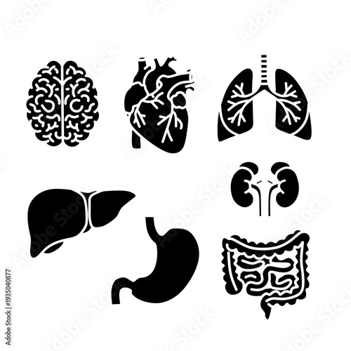 Collection of black silhouette icons of human internal organs including the brain, heart, lungs, liver, kidneys, stomach and intestines