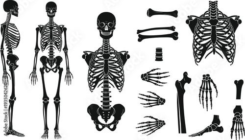 Human skeleton anatomy vector set with skull ribcage spine limbs isolated medical education illustration for biology healthcare science design and xray infographic