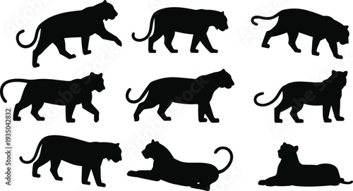 Lioness silhouettes collection showing wild big cat walking, standing and resting safari wildlife predator animal vector illustration isolated set