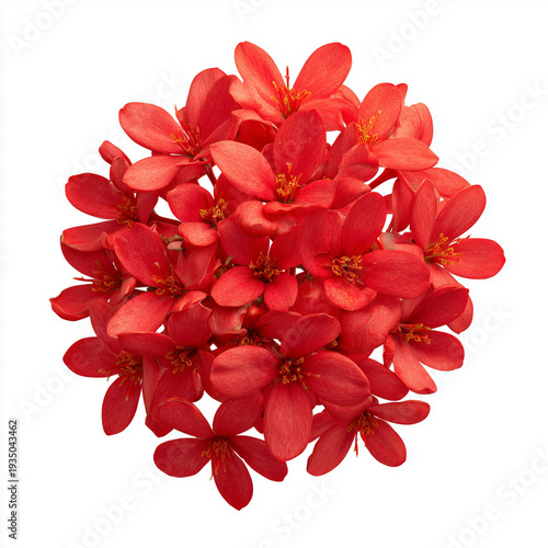 bright red ashoka flower cluster on white background