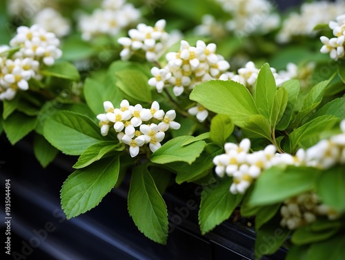 Wallpaper Mural White Flower Clusters with Green Leaves in Black Pot Torontodigital.ca