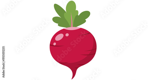 Radish Vector Illustration, Flat Design, Healthy Food Concept, Isolated, EPS, SVG