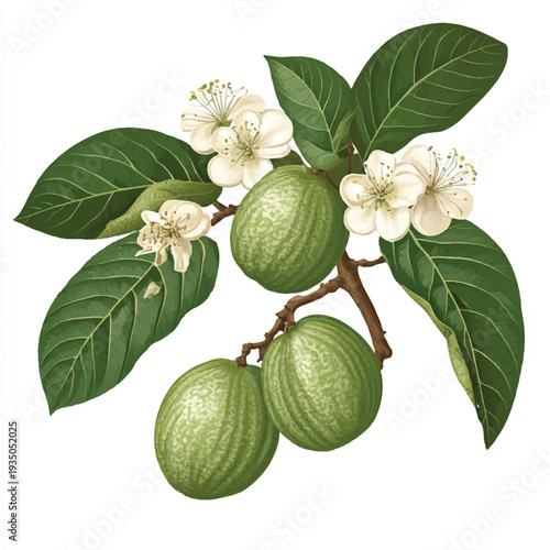 Vintage botanical illustration of a guava branch with fruits and flowers