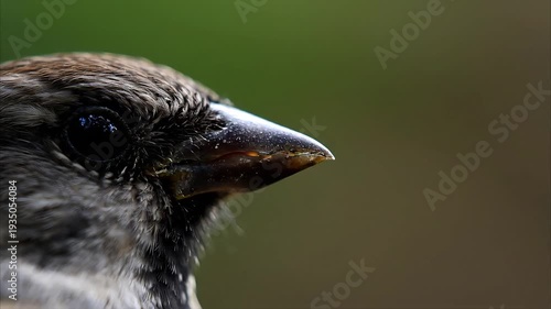 Close-up of a sparrow's face with a blurred green background