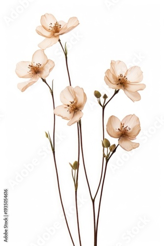 Flower blossom plant petal.