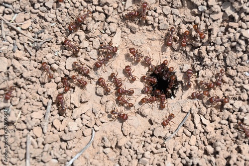 Foto Top view of red harvester ant colony entrance in dry soil.