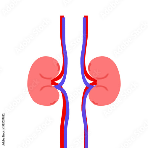 vector illustration of human kidney