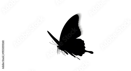 Black butterfly silhouette with delicate wings and antennae in flight