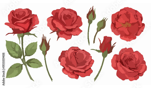 Red Rose Floral Vector Elements. Hand Drawn Botanical Illustration with Leaves