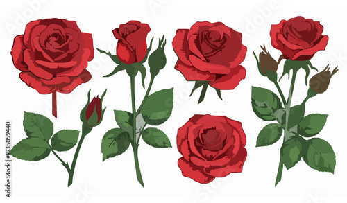 Hand Drawn Red Rose Flowers Vector Set with Green Leaves Isolated on White Background