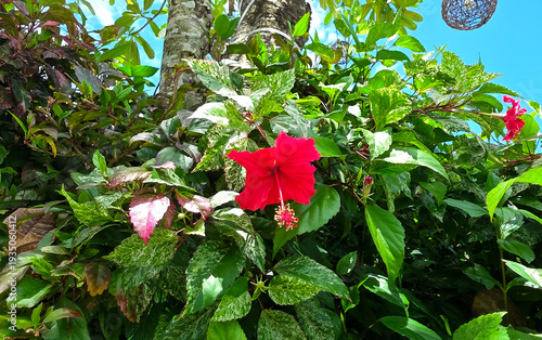 Vibrant red tropical hibiscus flower