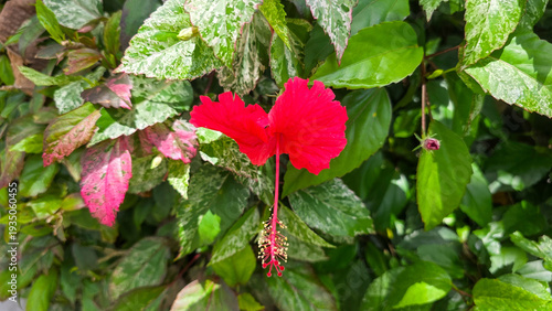 Vibrant red tropical hibiscus flower