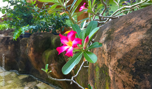 Adenium obesum or desert rose flower in the garden