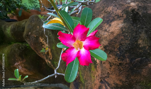 Adenium obesum or desert rose flower in the garden