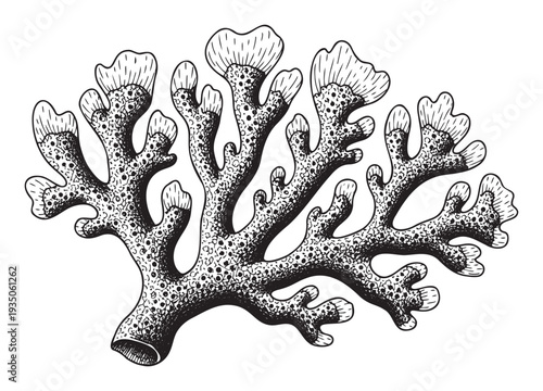 Stylized botanical drawing of a branching corallike organism suitable for marine biology studies, educational publications, and vintage naturethemed decorative prints