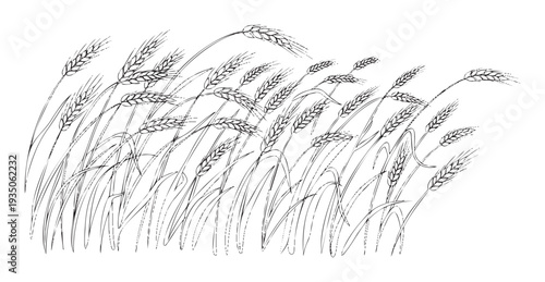 Black and white line drawing of a wheat field swaying in the wind, perfect for harvest season promotions, agricultural themes, food packaging, and traditional bakery designs