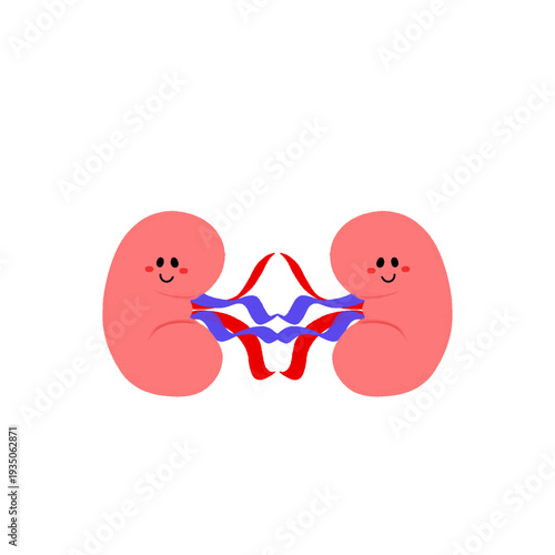 an illustration of human kidney
