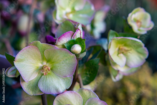 Hellebore flowers in shades of green and purple, early spring garden plants, decorative winter-blooming perennials, close-up of petal details, garden flora, natural flowerbed decoration, Lenten rose i