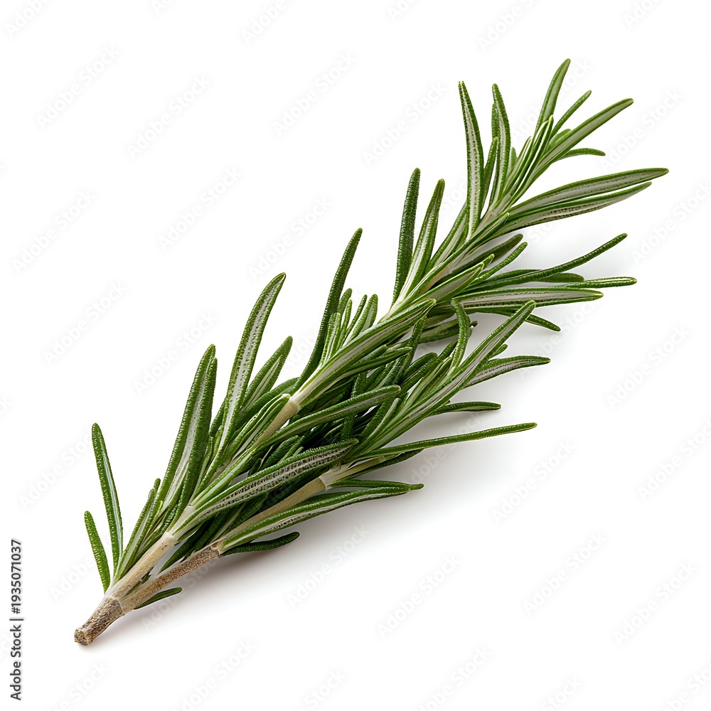Fototapeta premium Fresh Green Rosemary Herb Sprig with Vibrant Leaves Ideal for Culinary and Aromatic Use