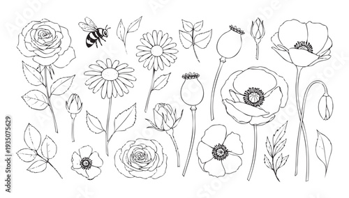 Detailed botanical line drawings of various spring flowers including roses poppies daisies and a flying bee perfect for naturethemed graphic projects and garden designs