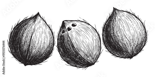 Discover a trio of handdrawn coconuts, perfect for refreshing beverage packaging, natural food product labels, tropical resort branding, or rustic decor applications