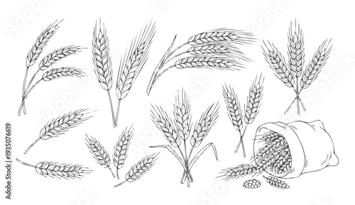 A versatile collection of graphically outlined wheat ears and loose grains, ideal for packaging, branding, and educational resources related to baking, agriculture, and healthy eating