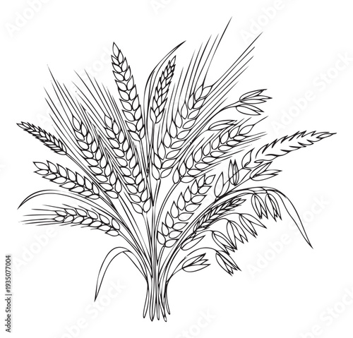 Hand drawn outline depiction of a bountiful cereal grain collection with wheat barley rye and oat spikes ideal for natural food packaging and agricultural promotional material