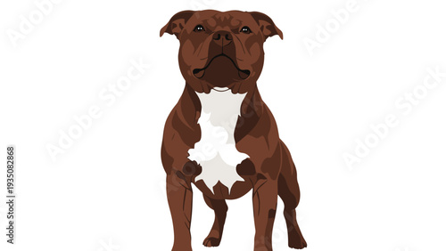 Strong brown and white Pitbull dog standing tall and looking forward in a front view perspective against a plain white background.