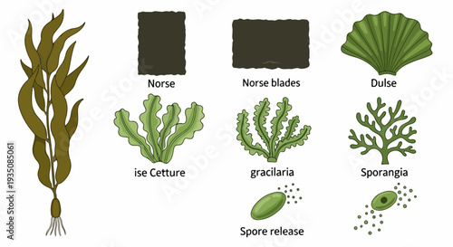 Set of 8 Edible Seaweed Types Vector Illustration