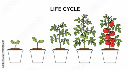 Tomato Plant Life Cycle Growth Stages Vector Illustration