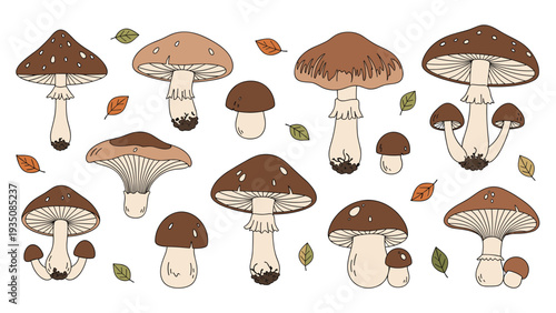 Collection of hand drawn mushrooms in earth tones including porcini and chanterelles alongside fallen autumn leaves on white.