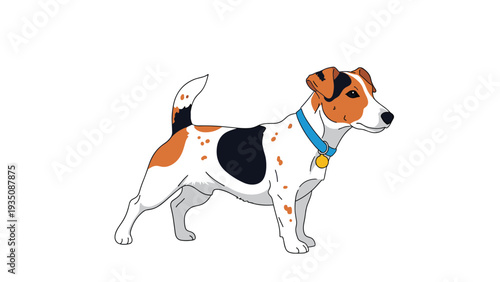 Energetic jack russell terrier dog with a blue collar stands attentively on a white background for a portrait.