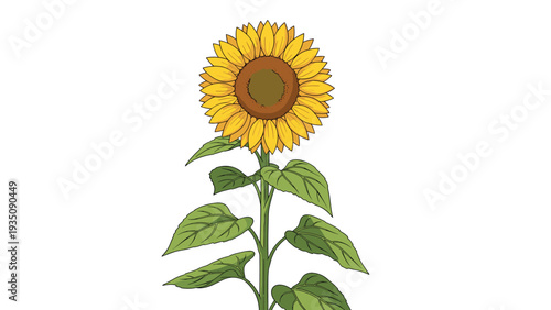 Tall sunflower plant with bright yellow petals and a large brown seed head, a detailed botanical illustration for summer or nature.