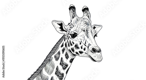 Detailed Ink Drawing of a Giraffe's Head