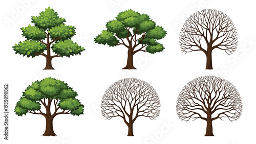 Set of deciduous tree icons depicting the seasonal cycle from lush green summer foliage to bare winter branches on white.