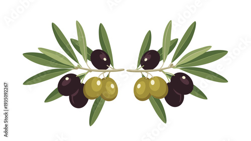 Two symmetrical olive branches with green and black ripe olives for oil and food packaging design on white background.