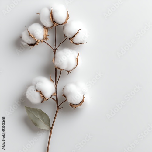Cotton Branch with Soft White Bolls and Green Leaf on Neutral Background for Aesthetic Styling
