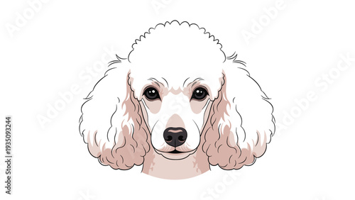 Close up portrait of a beautiful white poodle with fluffy ears and dark eyes looking forward against a white background.