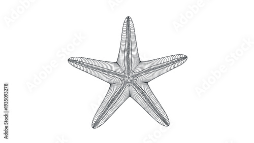 Detailed black and white engraving of a five pointed starfish showing the intricate texture of its skin and anatomy.