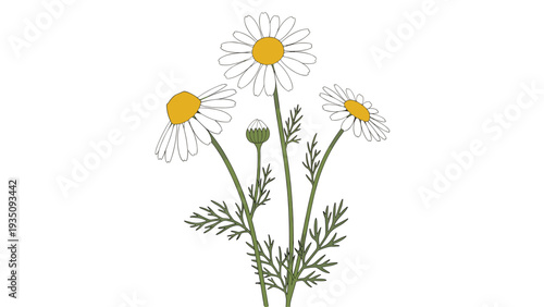 Delicate bundle of chamomile flowers with white petals and yellow centers growing on green stems against a white background.