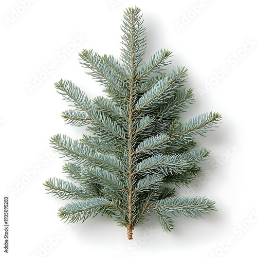 Fresh Blue Spruce Branch with Soft Needles on White Background for Holiday Decor and Crafts