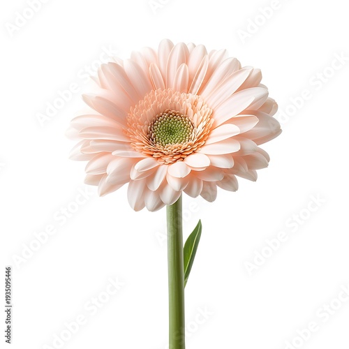 Delicate Pink Flower with Soft Petals and Green Center on Isolated Background