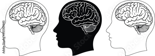 Human brain silhouettes in head profiles, anatomy illustration, neuroscience concept, psychology educational artwork - flavector