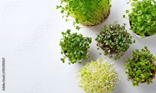 Top view assortment cress baby sprouts, white background