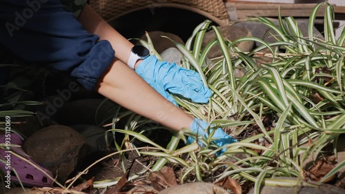 Woman removing dry leaves and weeds from garden flower bed, carefully clearing soil and plants from debris and dry foliage while maintaining backyard garden plants