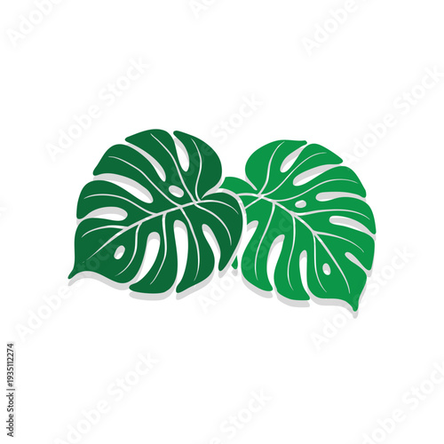 Two Monstera leaves (Monstera deliciosa) illustrated in a digital style.