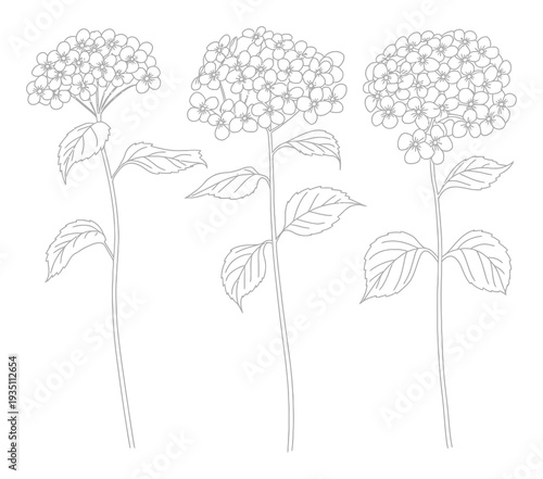 Hydrangea Flowers Simple Line Art Vector Illustration