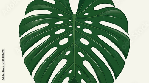 Minimalist vector illustration of a single tropical monstera deliciosa leaf on a white background