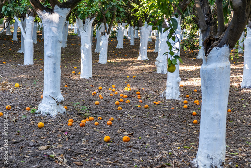 Orange orchard with whitewashed trunks, fallen fruits on dry soil, rows of trees at Kampos village, Chios island, Greece