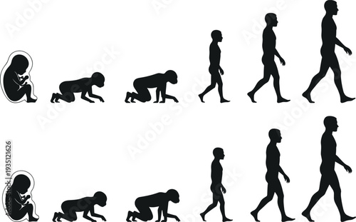 Stages of human life cycle evolution silhouettes, fetus baby toddler child teenager and adult growth development, isolated on white background